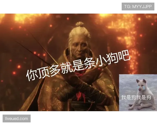 拉皮诺家的狗都比你我活得精致